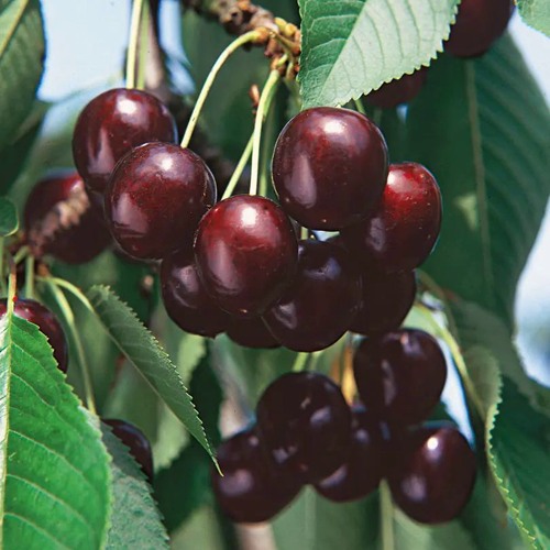 черешня ревна саженцы.jpg