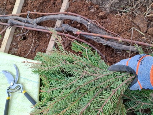укрытие винограда лапником.jpg