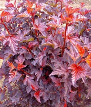 Пузыреплодник ЛЕДИ ИН РЕД листва.jpg