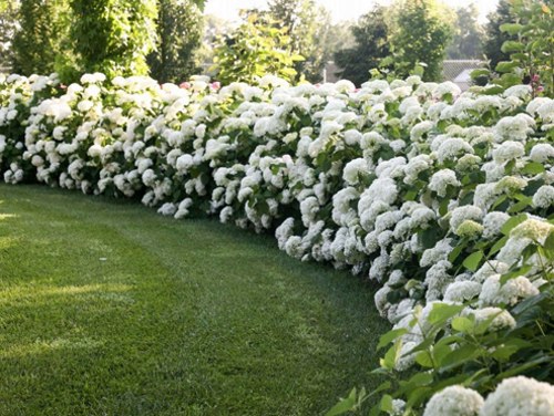 обрезка древовидной гортензии.jpg