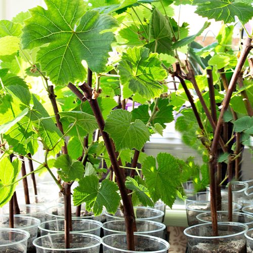 саженцы винограда с зкс.jpg