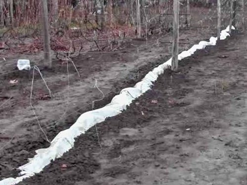 Земляное укрытие винограда.jpg