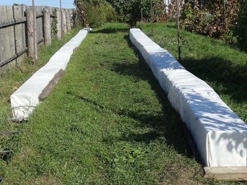 виноград укрытие на зиму.jpg