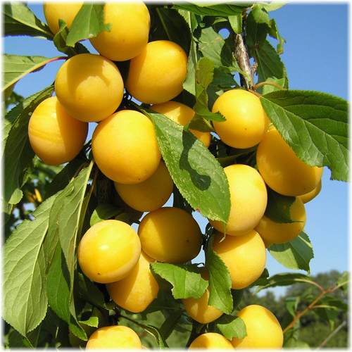 желтая слива.jpeg