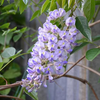 Глициния макростахия БЛЮ МУН в Витебске