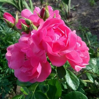 Роза АНГЕЛА флорибунда в Витебске