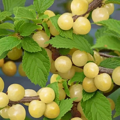 Вишня СНЕВИТ войлочная в Витебске