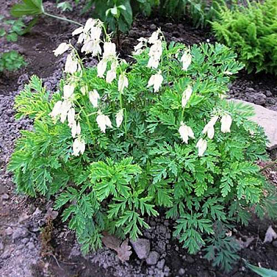 Дицентра красивая АВРОРА в Витебске