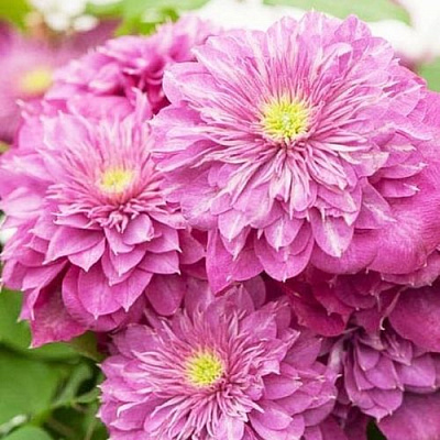 Клематис КАЙЗЕР в Витебске