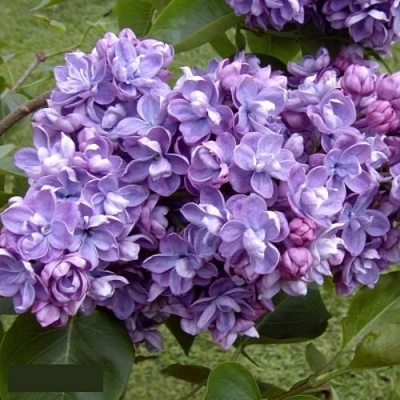 Сирень АМИ ШОТТ в Витебске