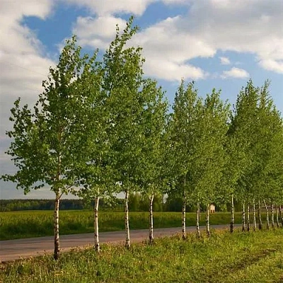 Береза обыкновенная в Витебске