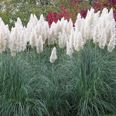 Кортадерия белая (пампасная трава) в Витебске