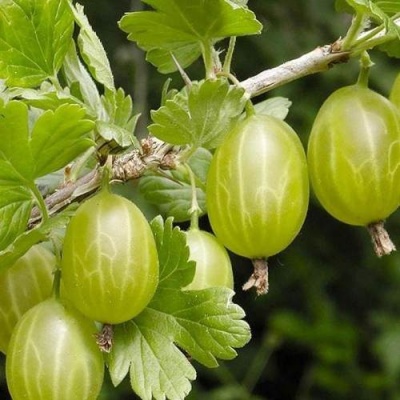 Крыжовник УРАЛЬСКИЙ ИЗУМРУД в Витебске