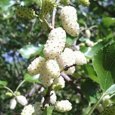 Шелковица БЕЛАЯ МЕДОВАЯ в Витебске