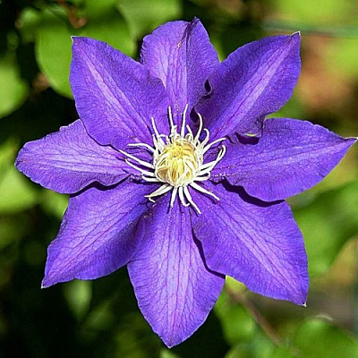 Клематис ЗЕ ПРЕЗИДЕНТ в Витебске