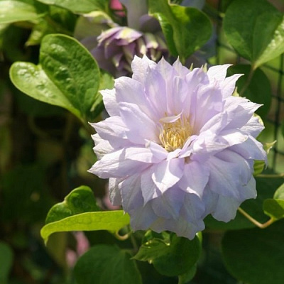 Клематис БЕЛЬ ОФ ВОРКИНГ в Витебске