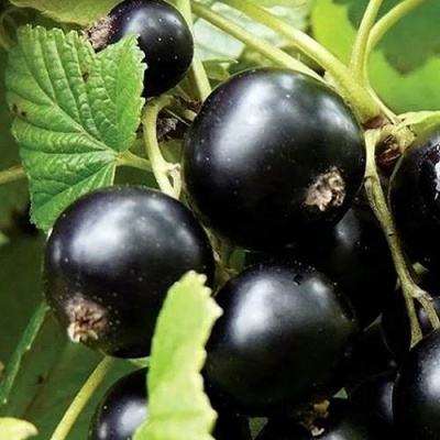 Смородина чёрная ЛЕНТЯЙ в Витебске