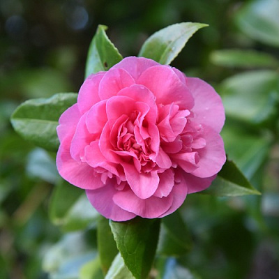 Камелия ДЕББИ в Витебске