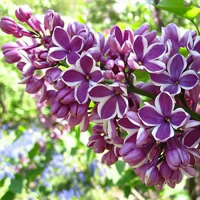 Сирень СЕНСАЦИЯ (привитая) в Витебске