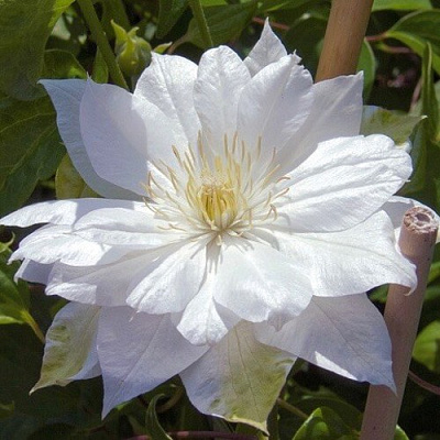 Клематис ДАЧЕСС ОФ ЭДИНБУРГ в Витебске