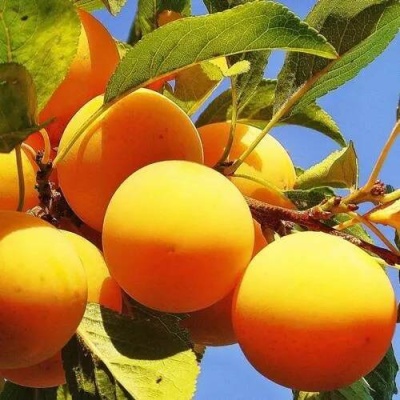 Слива МЕДОВАЯ ЖЁЛТАЯ в Витебске