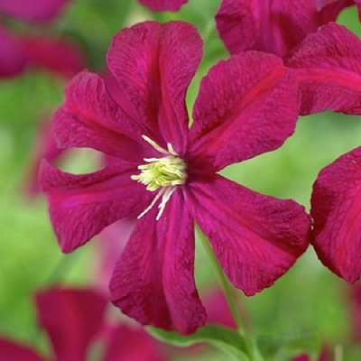 Клематис МАДАМ ДЖУЛИЯ КОРРЕВОН в Витебске