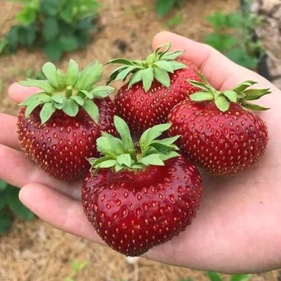 Клубника МАЛЬВИНА в Витебске