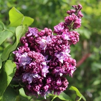Сирень МАРШАЛ МАЛИНОВСКИЙ в Витебске