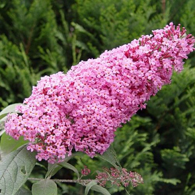 Буддлея давида ПИНК ДЕЛАЙТ в Витебске