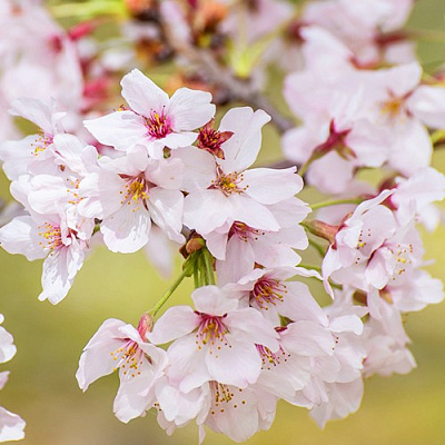 Сакура КОЙО НО МАЙ в Витебске