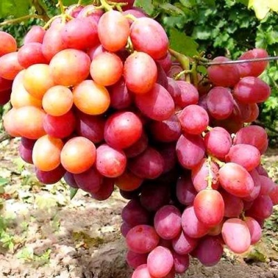 Виноград АНЮТА в Витебске