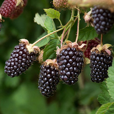Ежемалина БОЙСЕНБЕРРИ в Витебске