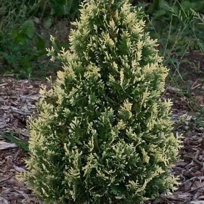 Туя БРАБАНТ ВАРИЕГАТТА западная в Витебске