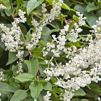 Фаллопия АУБЕРТА в Витебске