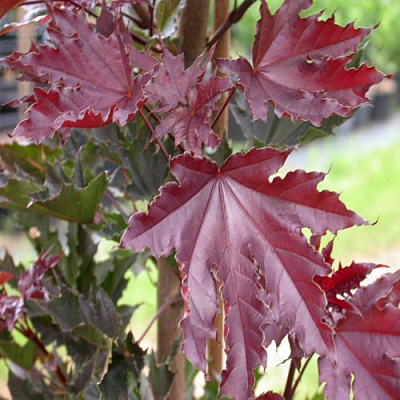 Клен КРИМСОН СЕНТРИ остролистный в Витебске