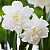 Нарцисс СНОУБОЛЛ махровый в Витебске