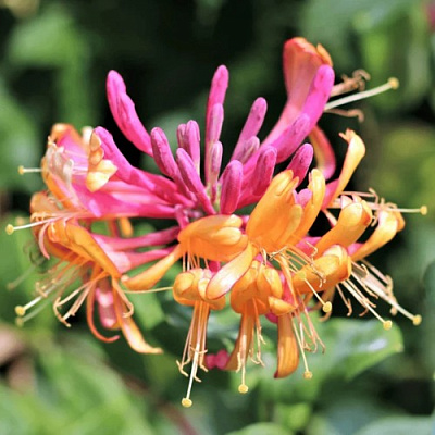 Жимолость ГЕКРОТА в Витебске