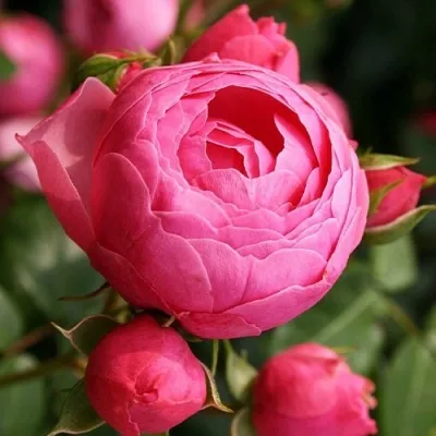 Роза Пинк Помпон: особенности сорта, посадка, выращивание и уход, отзывы