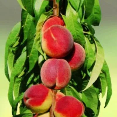 Персик колоновидный в Витебске