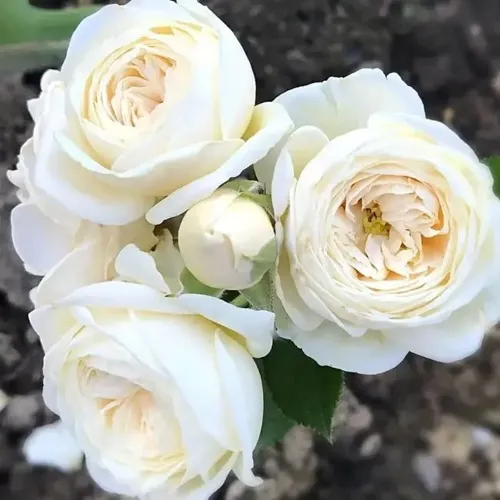 Роза АРТЕМИС шраб в Витебске