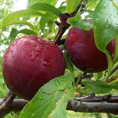 Слива КЛЕОПАТРА в Витебске