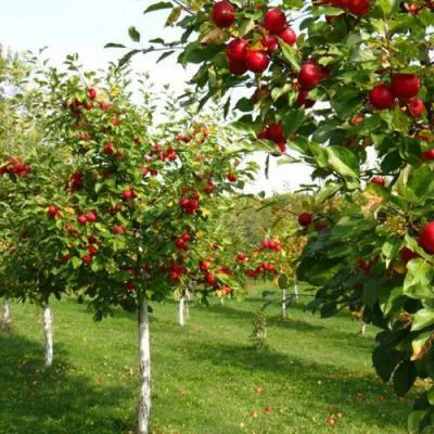 Плодовые деревья в Витебске