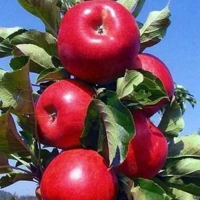 Колонновидные яблони в Витебске