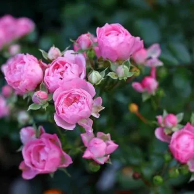 Роза полиантовая в Витебске
