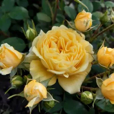 Роза флорибунда в Витебске