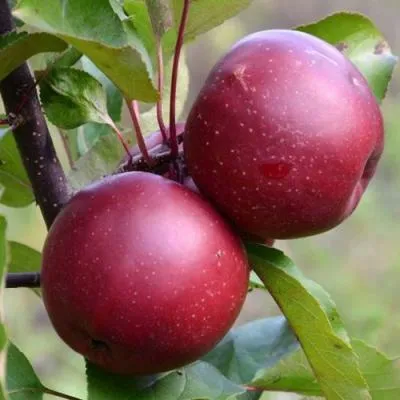 Яблоня красномясая в Витебске