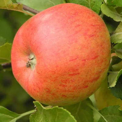 Цвет и поверхность плодов яблони Рубинола